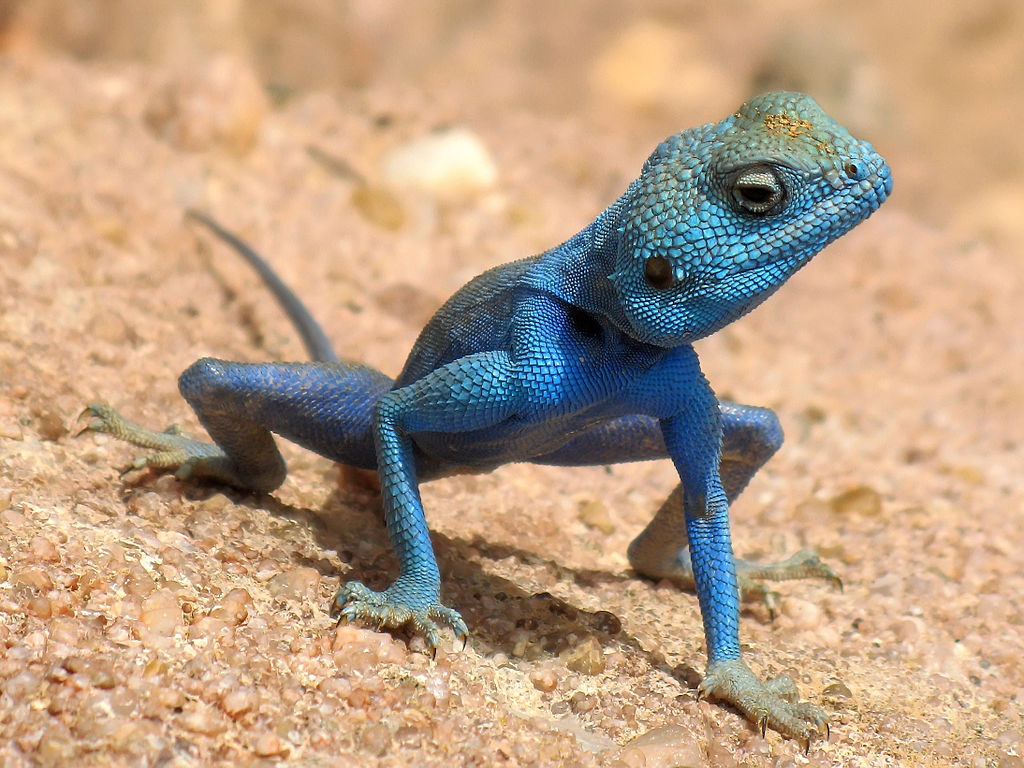 Agama Sinaita, lagarto do Jordão (88 votos)