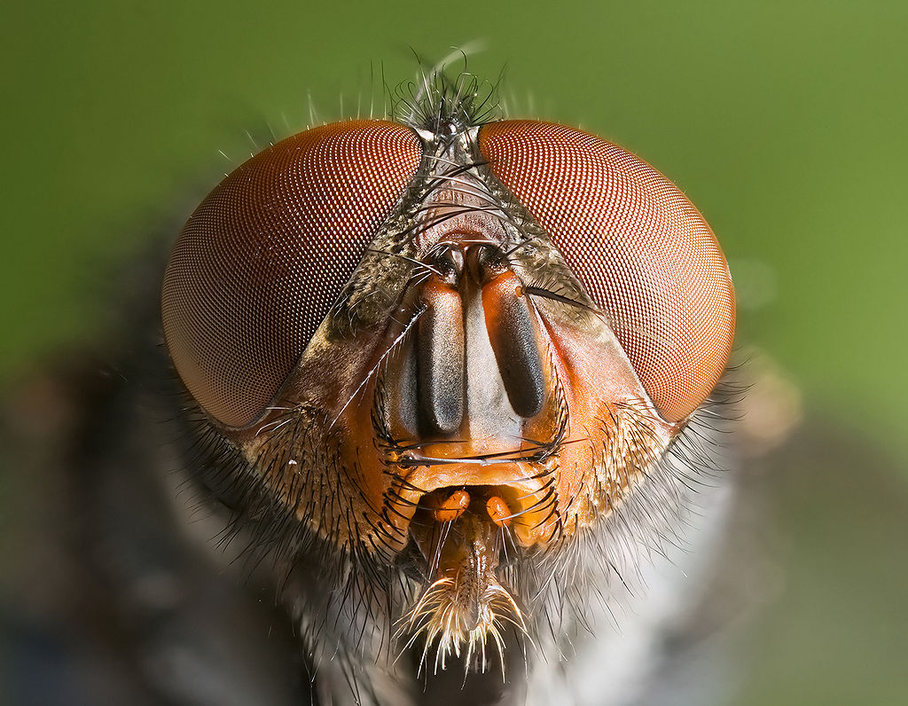 Mosca Azul da Tasmânia (71 votos)