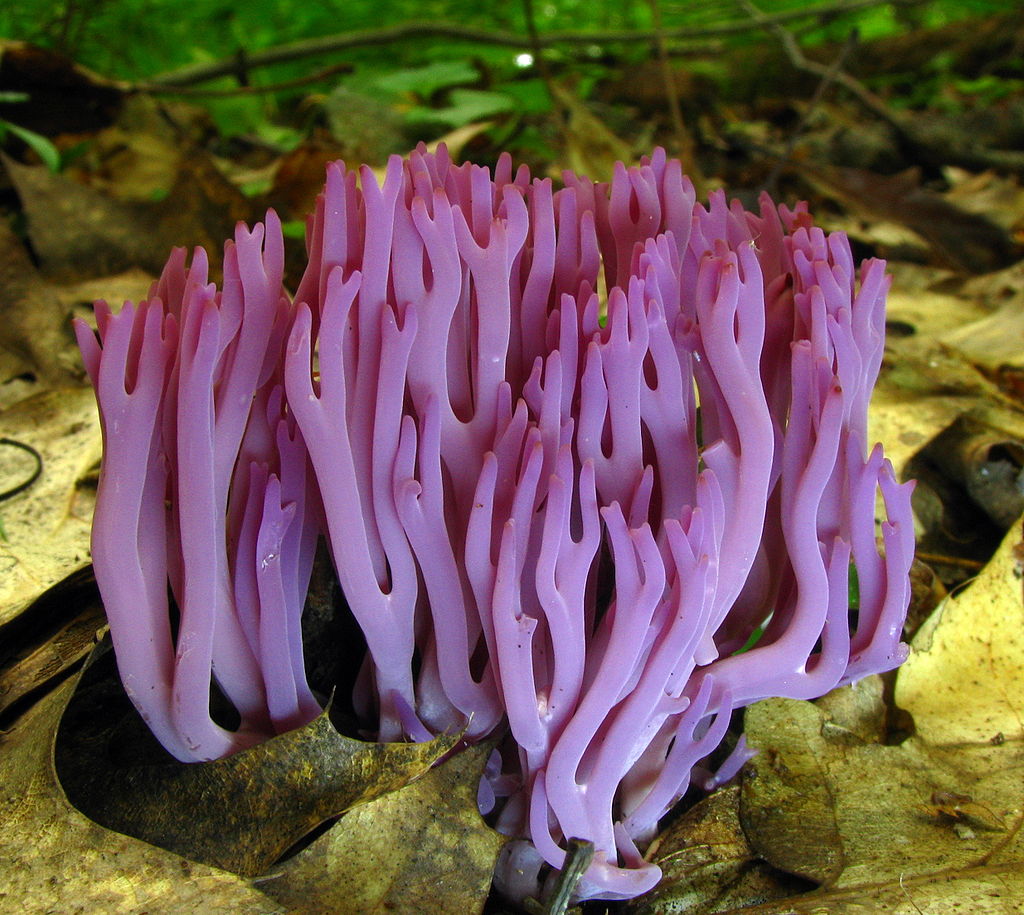 Coral Clavaria zollingeri (9 votos)