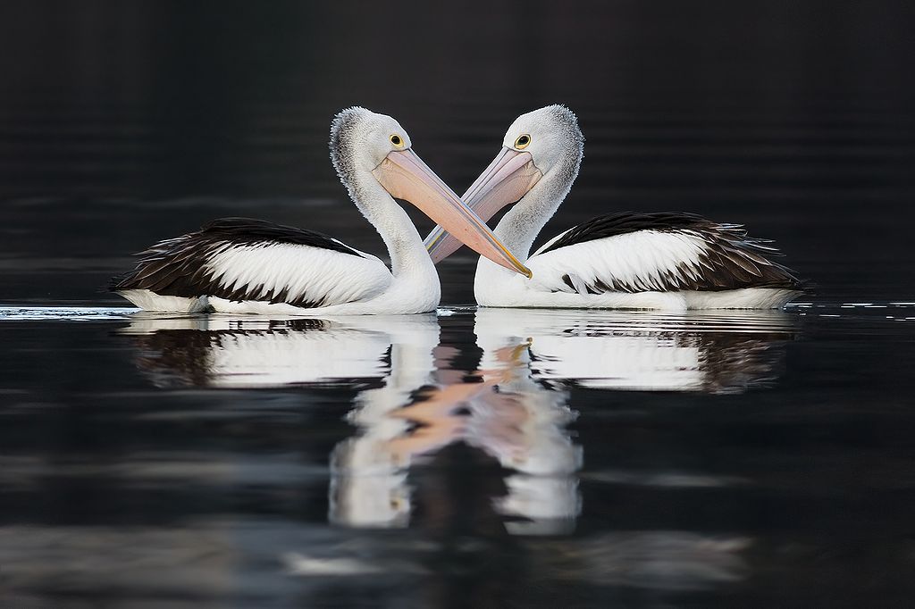 Pelicanos Australianos (36 votos)