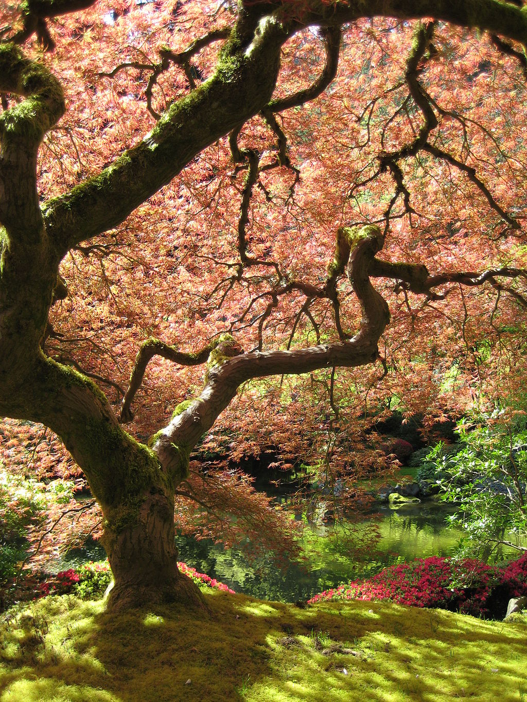 Bordo japonês em Portland, nos EUA (32 votos)