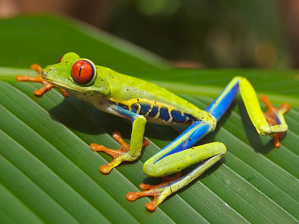 Red-eyed Tree Frog (91 votos)