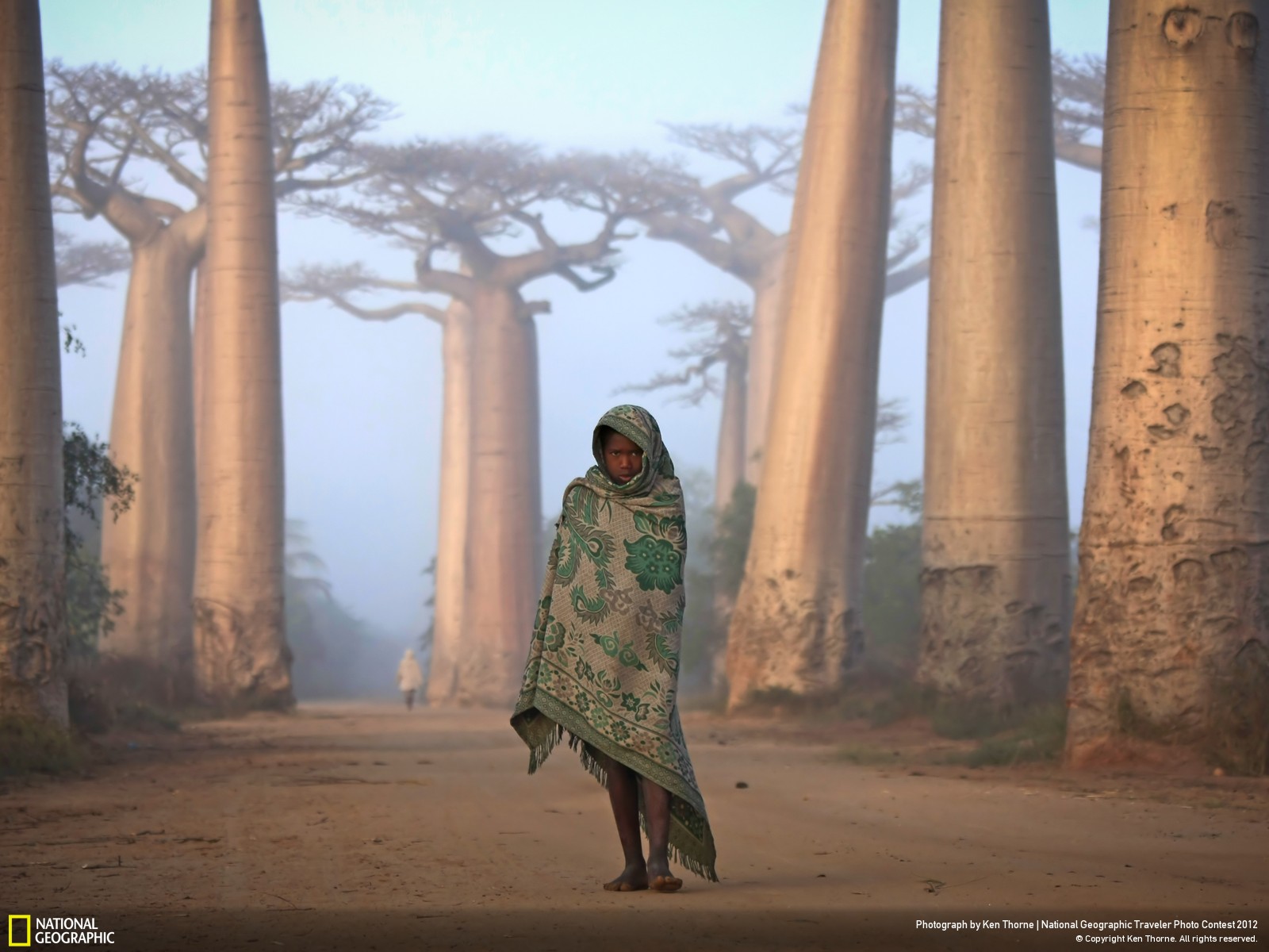 Lost in Time - An Ancient Forest