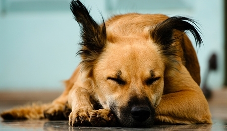 Cães e Sentimentos