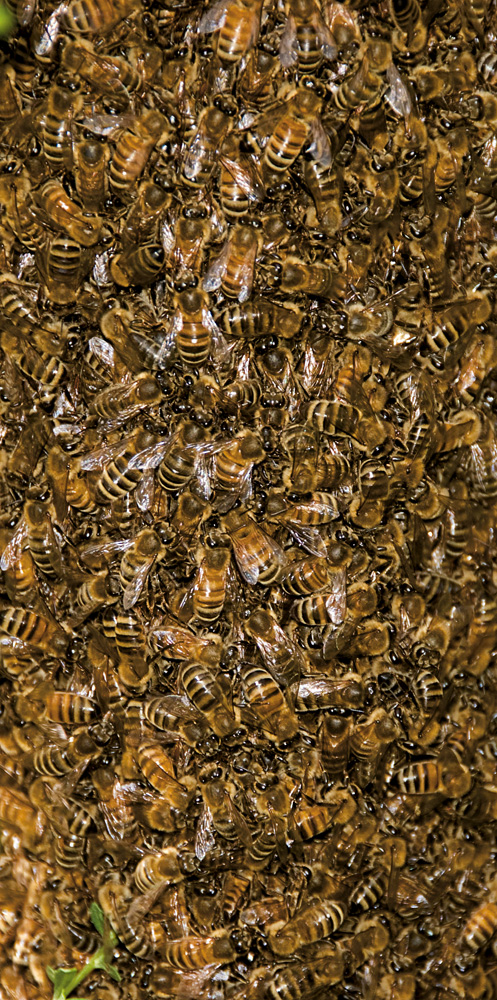 #8 GERENCIADOR DE CONSUMO DE ENERGIA - A empresa Regency, com sede em Toronto, no Canadá, desenvolveu um programa de gestão para redes de energia elétrica que pode reduzir a conta do consumidor em até 10%. O chamado EnviroGrid é baseado na forma como as abelhas se comunicam e coordenam suas atividades dentro de uma colmeia.