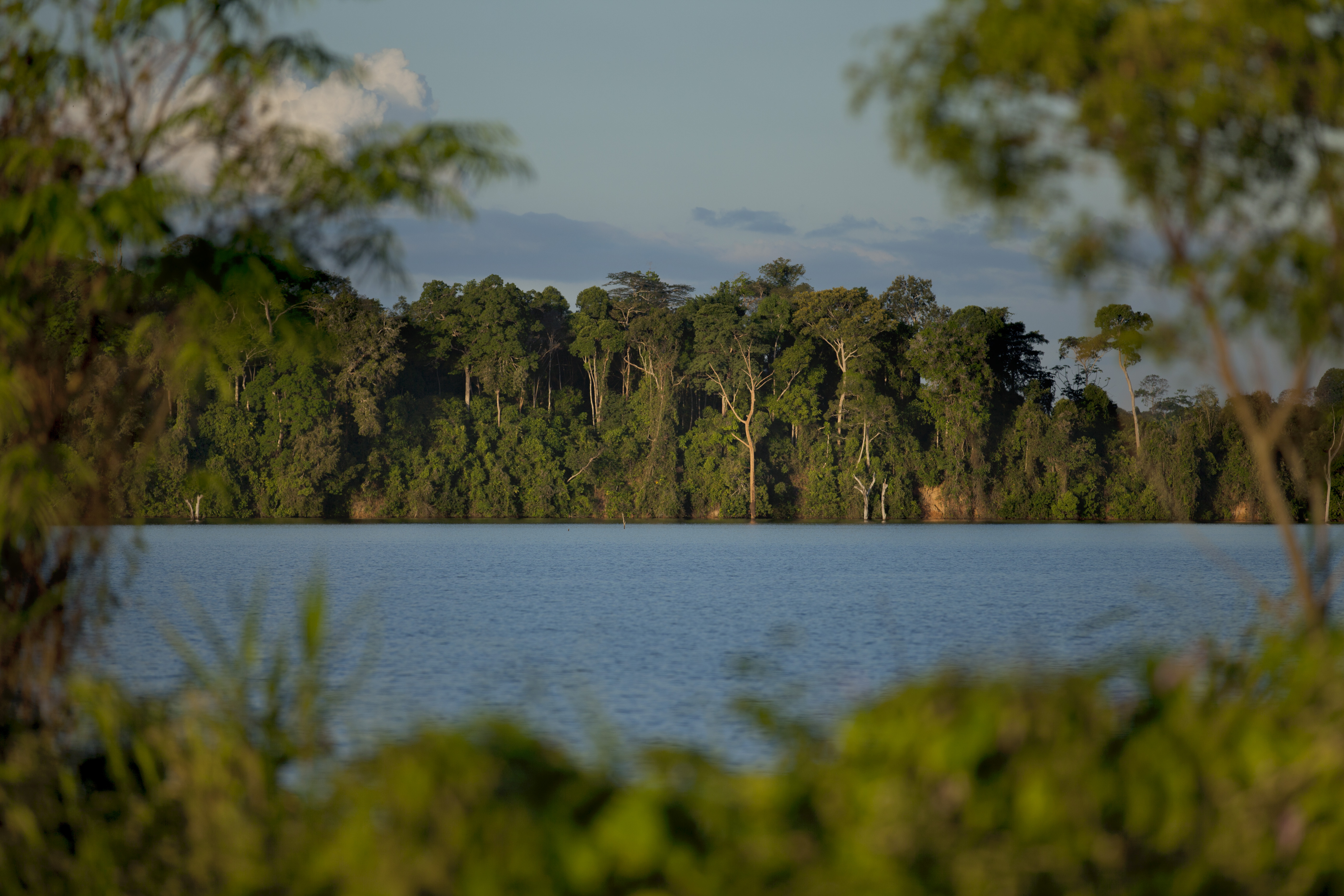 Manejo de baixo impacto realizado na Floresta Nacional do Jamari (RO)