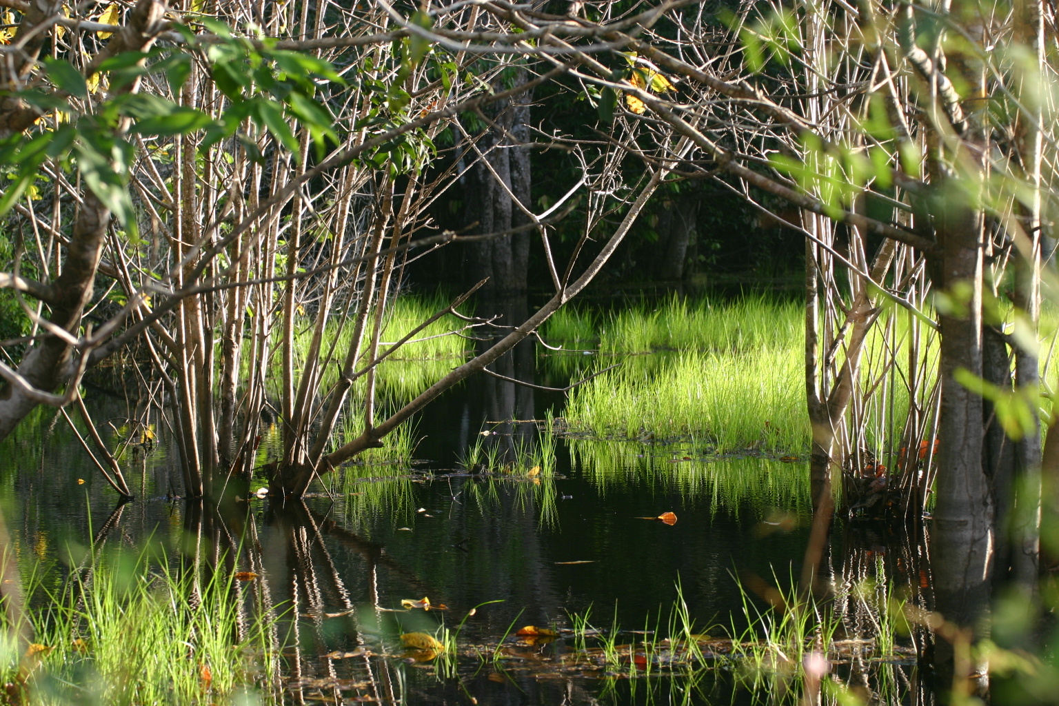 Situado a margem do rio Tapajós, o Lago Verde margeia a Vila de Alter Chão.