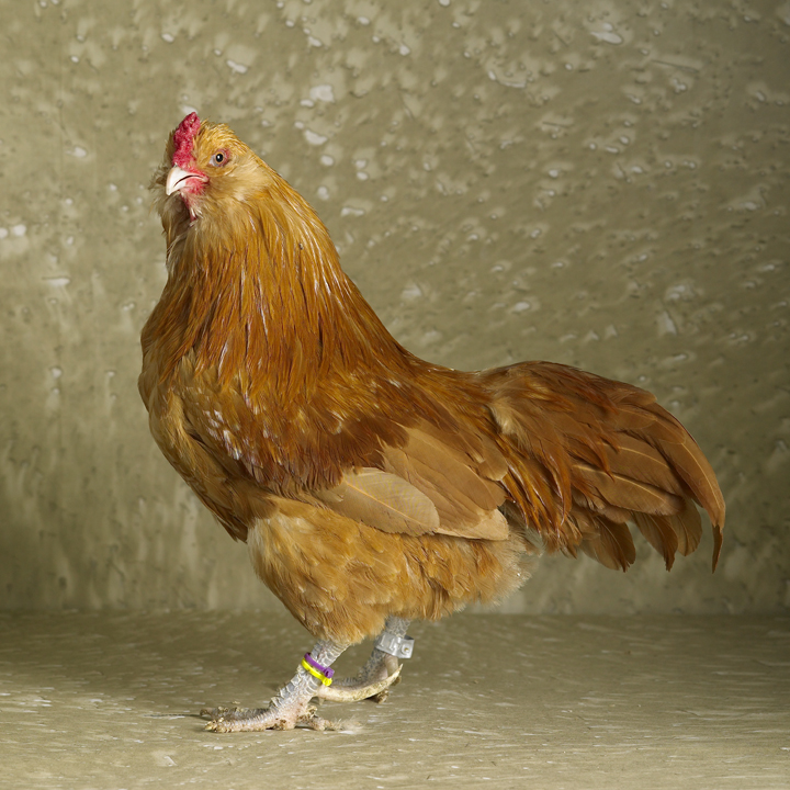 Americauna Buff Bantam