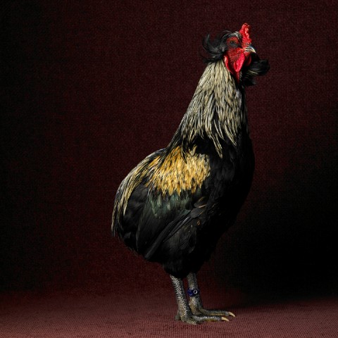 Araucana