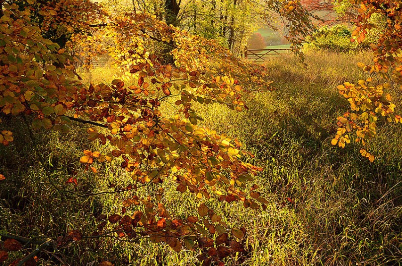 Autumn Colour at Polesden Lacey, Surrey