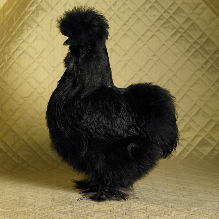 Black Bearded Silkie Bantam