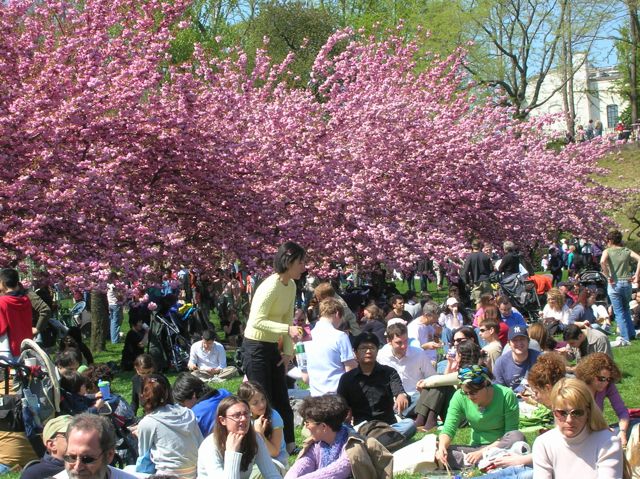 Uma foto: as cerejeiras da primavera