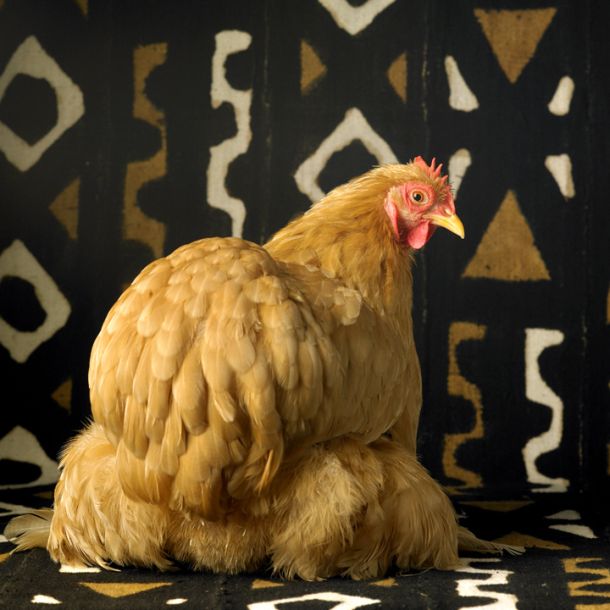 Buff Cochin Bantam