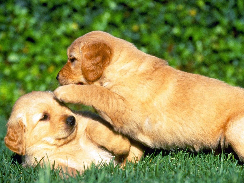 5.Conversar com meus cachorrinhos como se fossem filhos