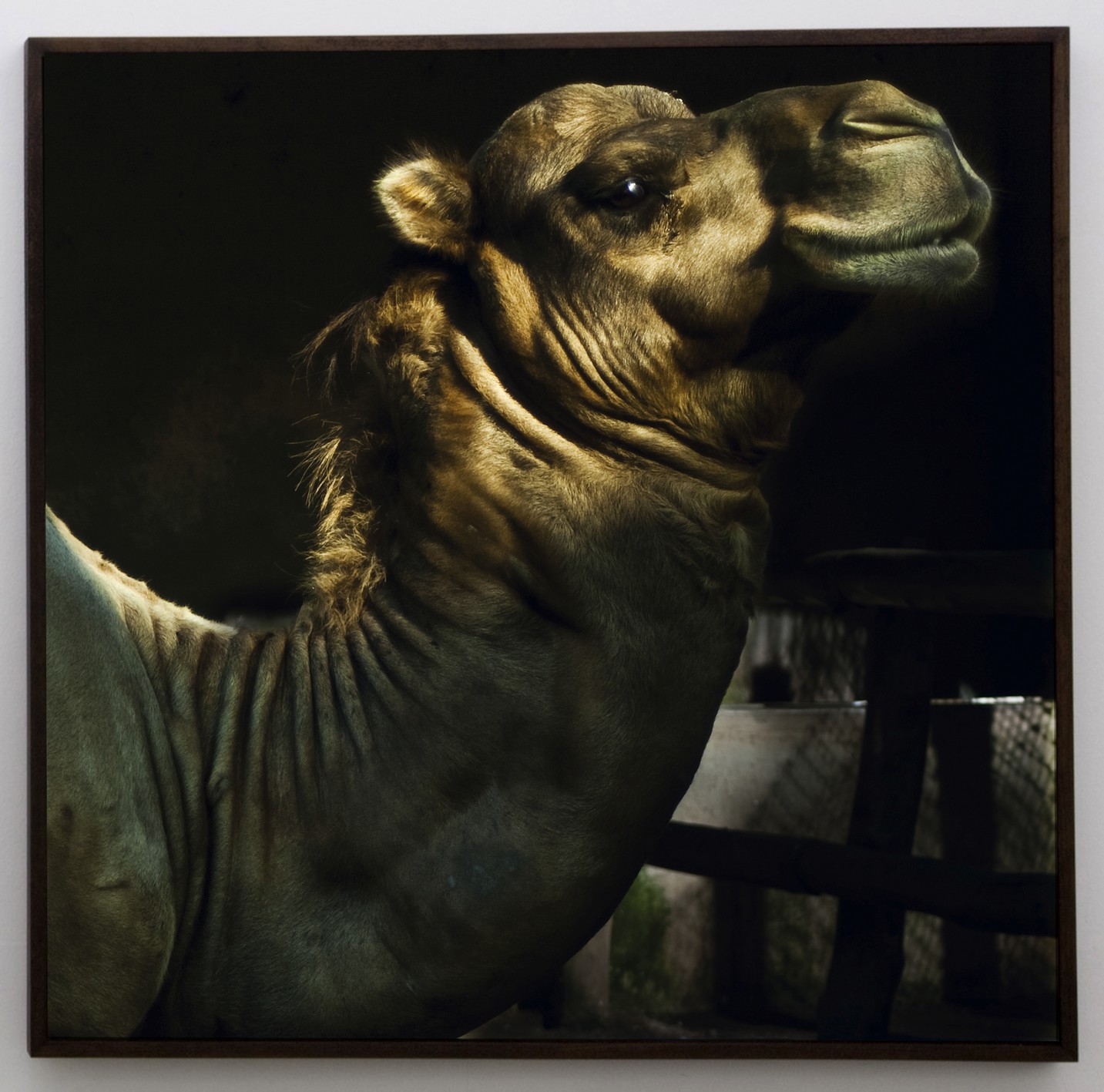 Camelo, de Sofia Borges