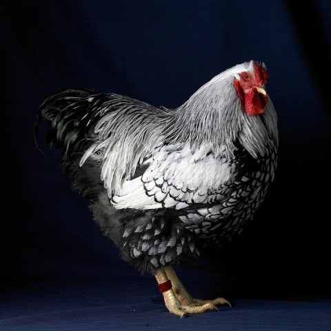 Silver Laced Wyandotte