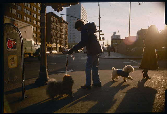 Dog Walkers, 2nd Ave.