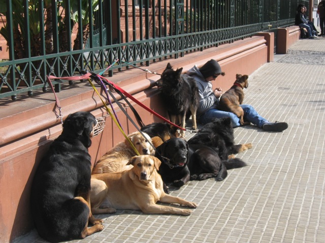 Se nada der certo eu viro passeador de cachorro