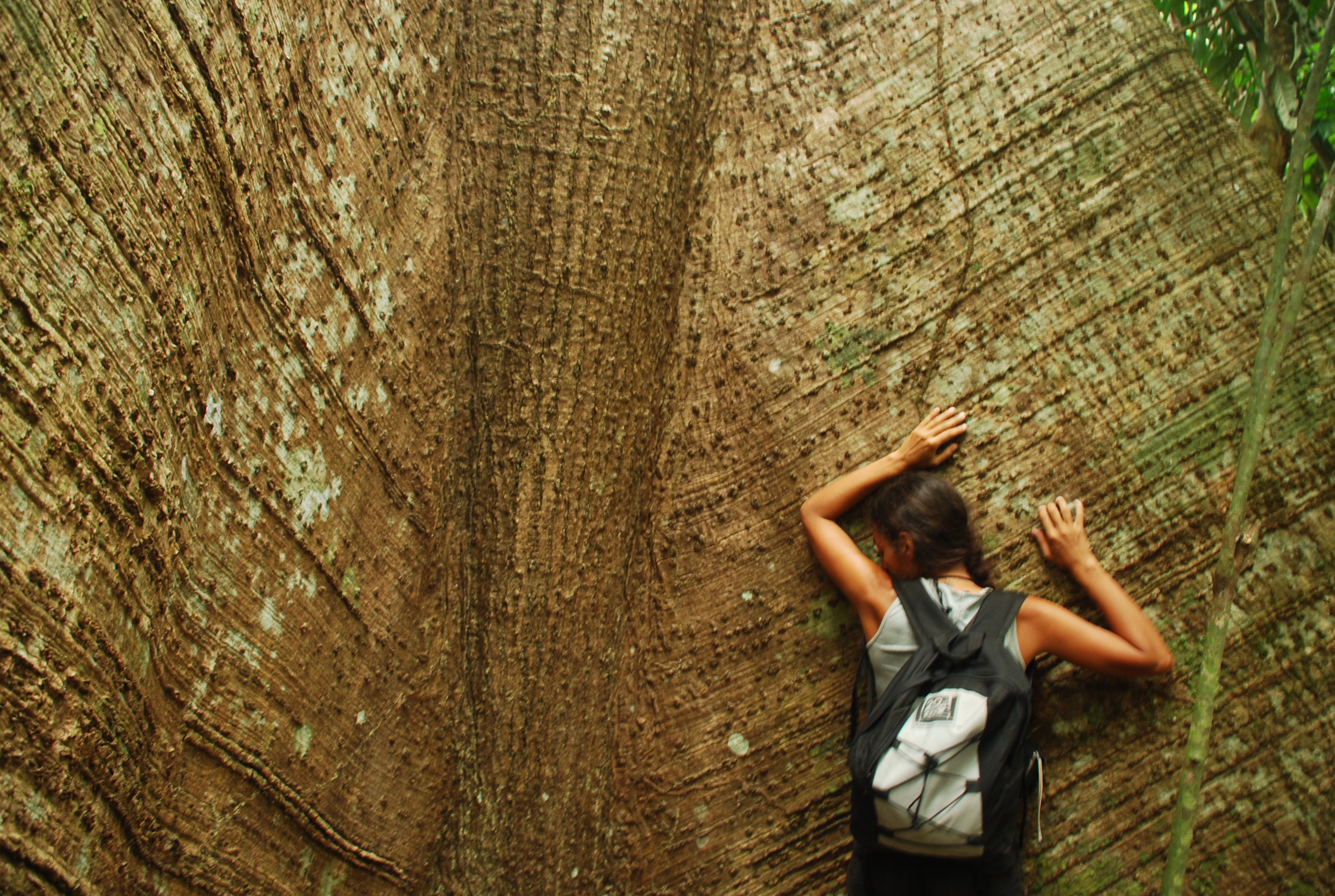 Sumaúma, uma árvore gigante, típica do local. Durante a caminhada é possível chegar ao pés de algumas delas.