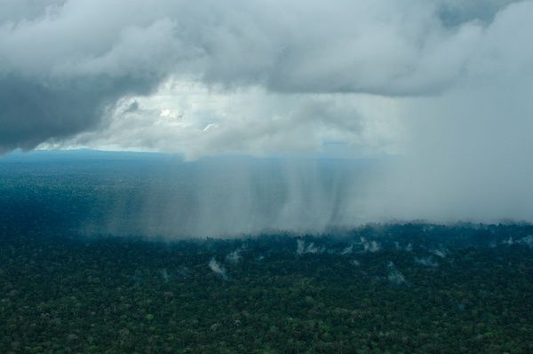 É possível ver a olho nu o processo de reciclagem da umidade. Pouquíssimo tempo depois da passagem da chuva, a floresta começa a lançar a umidade de volta para a atmosfera (Margie Moss)