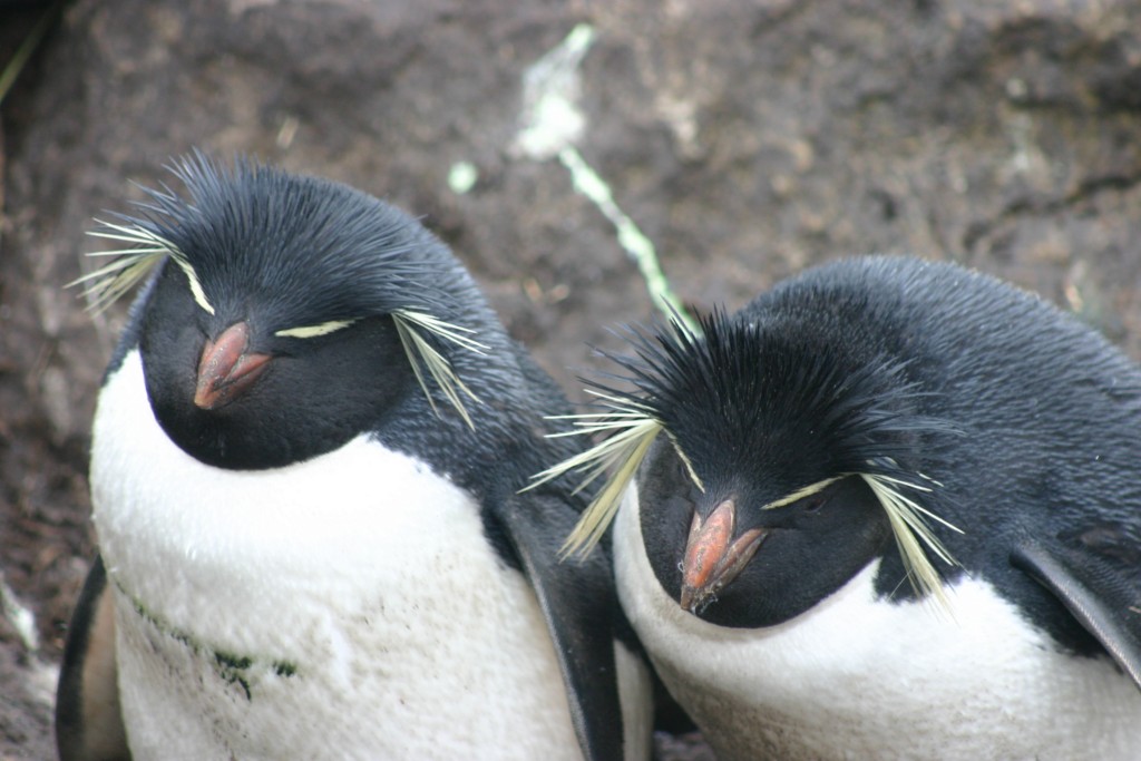 Pinguins da espécie rockhooper, espécie mais comum do arquipélago