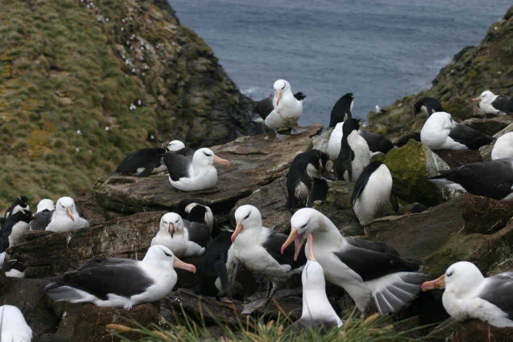 Albatrozes e pinguins vivem em harmonia nas Malvinas