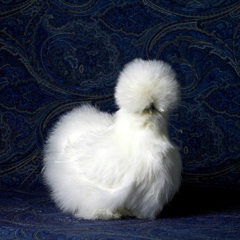 Bearded White Silkie