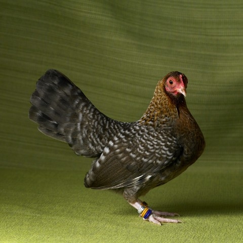 Old English Bantam