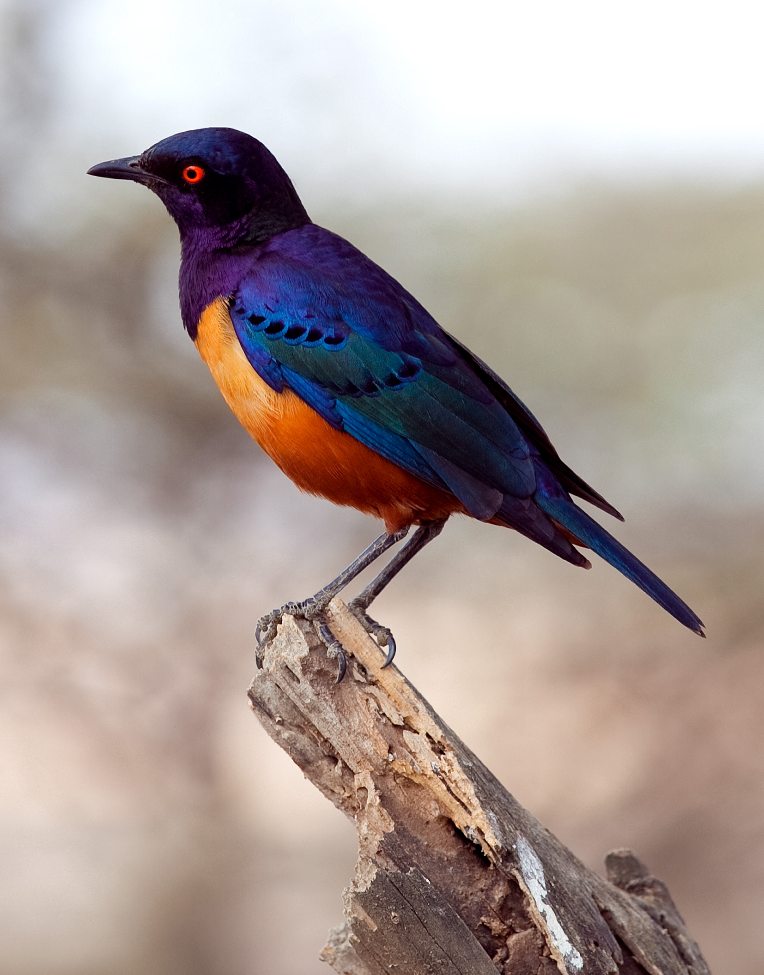 Hildebrandt's Starling (25 votos)