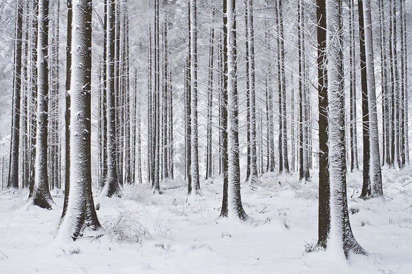 Not Black & White, Winter Forest