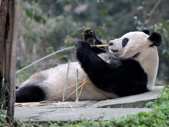 Carta à Panda que fingiu estar grávida para melhorar de vida