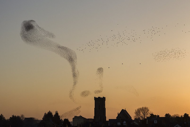 Starlings over Carmarthen