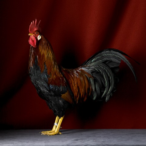 Single Comb Light Brown Leghorn