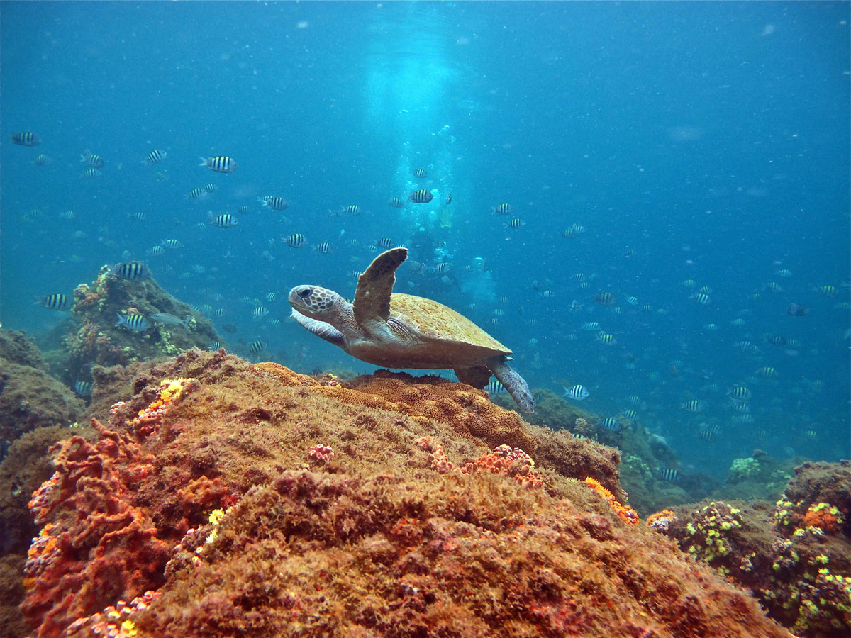 A fauna marinha da Ilha é formada por mais de 900 espécies.