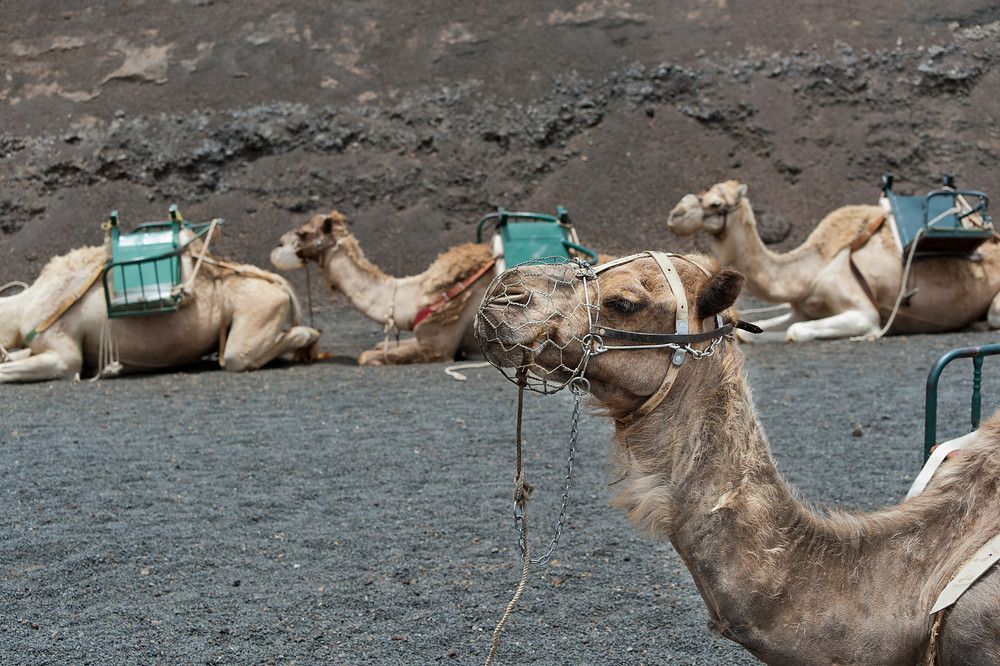 Os camelos do Parque Nacional de Timanfaya