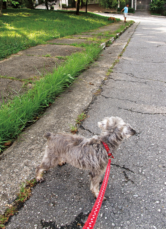 8h30: Mais tarde vou passear com meu cachorro pelo bairro onde moro, a Vila Madalena