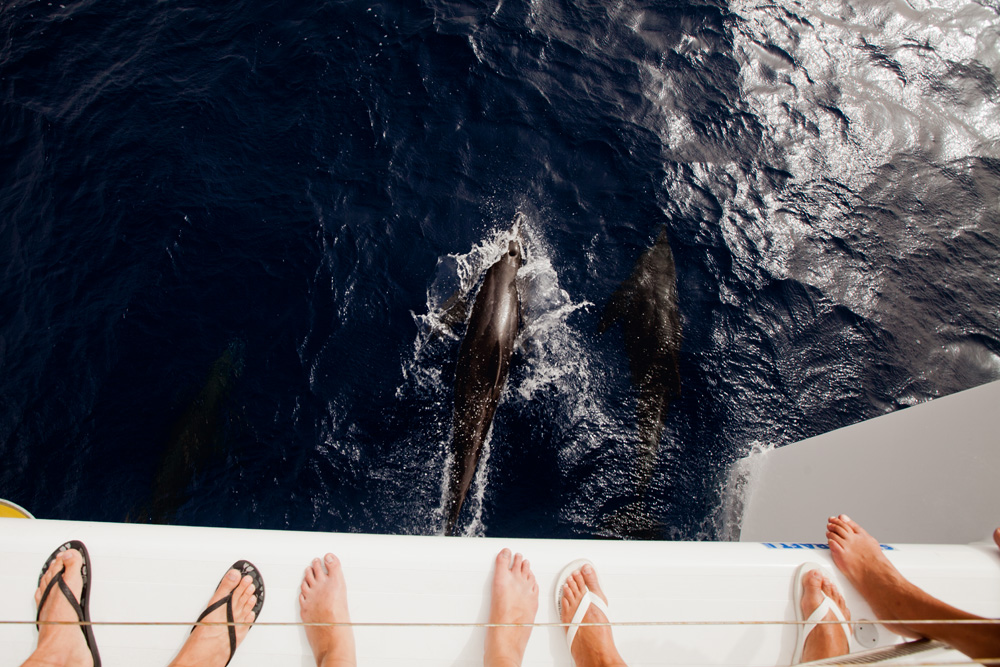 Vendo golfinhos em Cabo Verde