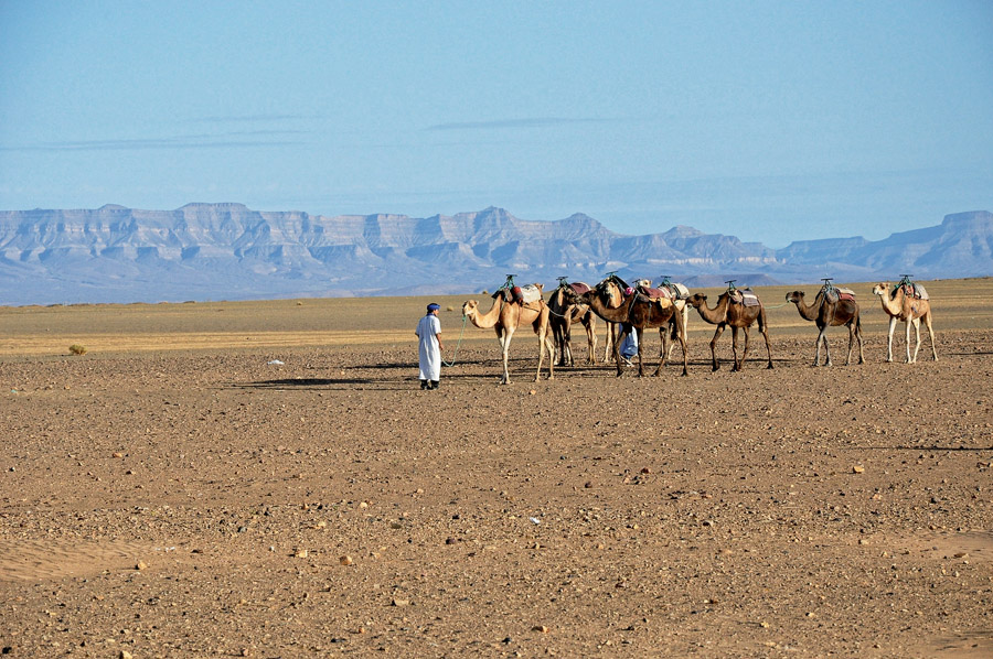Os berberes e os camelos