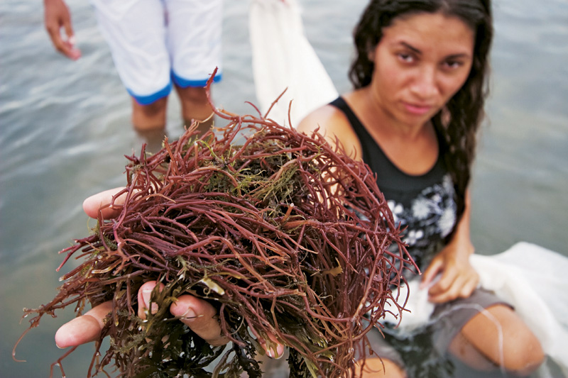 As algas que ajudam no orçamento por 0,50 o quilo