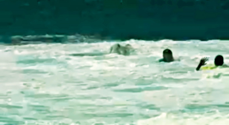 No Pipe Masters de 2007, Sunny (azul) não respeita a preferência de Neco (amarelo), os dois se embolam, o havaiano ameaça o brasileiro na água e parte para cima na areia