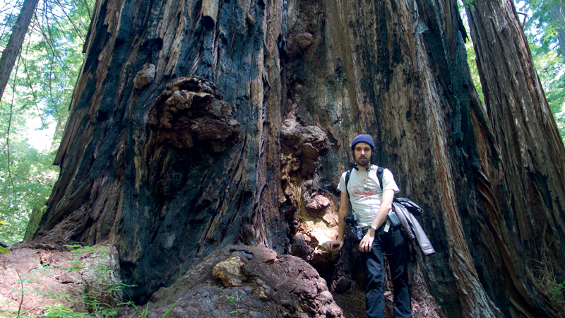 Bruno Torturra escorado em uma milenar sequoia
