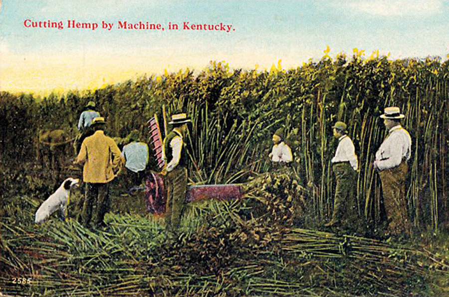 Plantações no Estado americano do Kentucky, que viveu a era de ouro das plantações de maconha no século 19