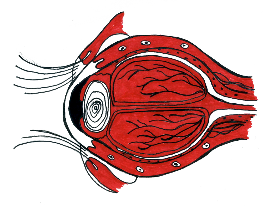 Pupilas dilatadas: As pupilas se dilatam, o sistema digestório é inibido e os músculos tensionam. Há aumento da pressão arterial, do suor e aceleração da respiração, já que o cérebro necessita de mais oxigênio