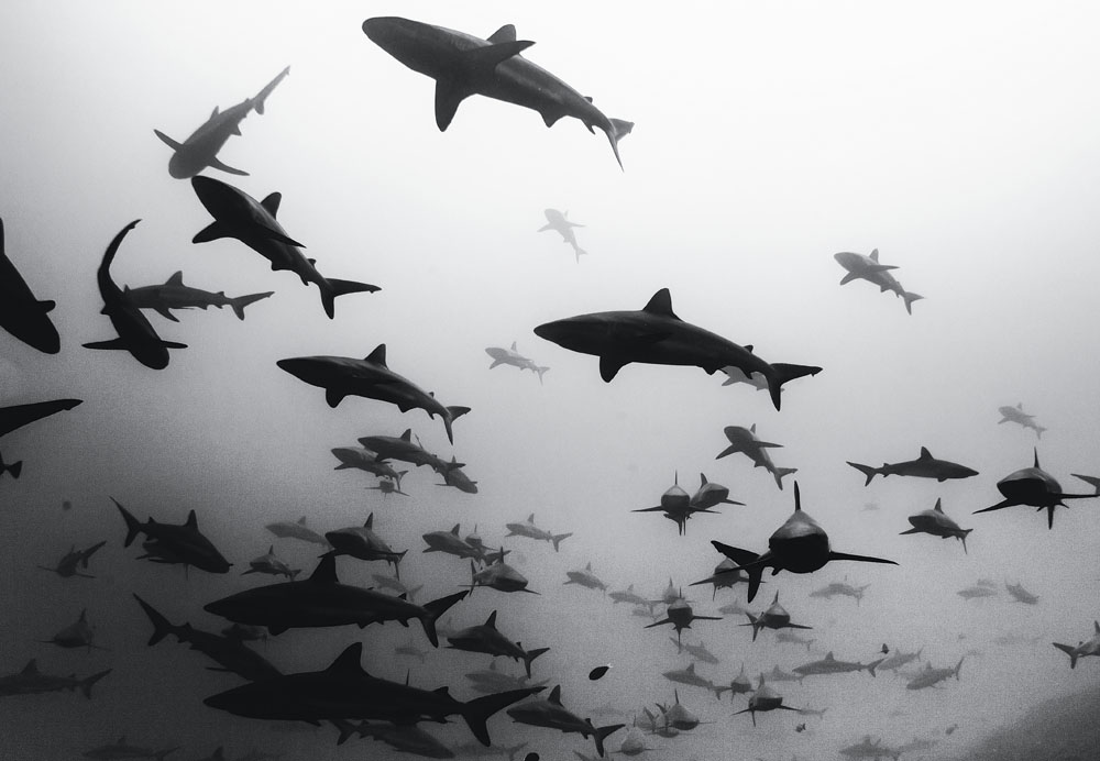 Uma das célebres fotos de tubarão de Jacques Marcelo com a carabina procurando por javalis, no Havaí