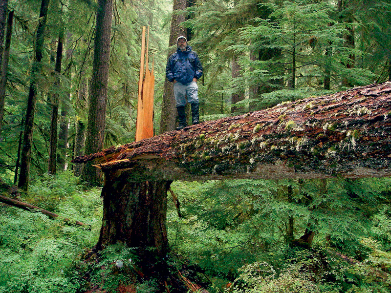 Stamets em seu santuário, as florestas ancestrais do estado de Washington