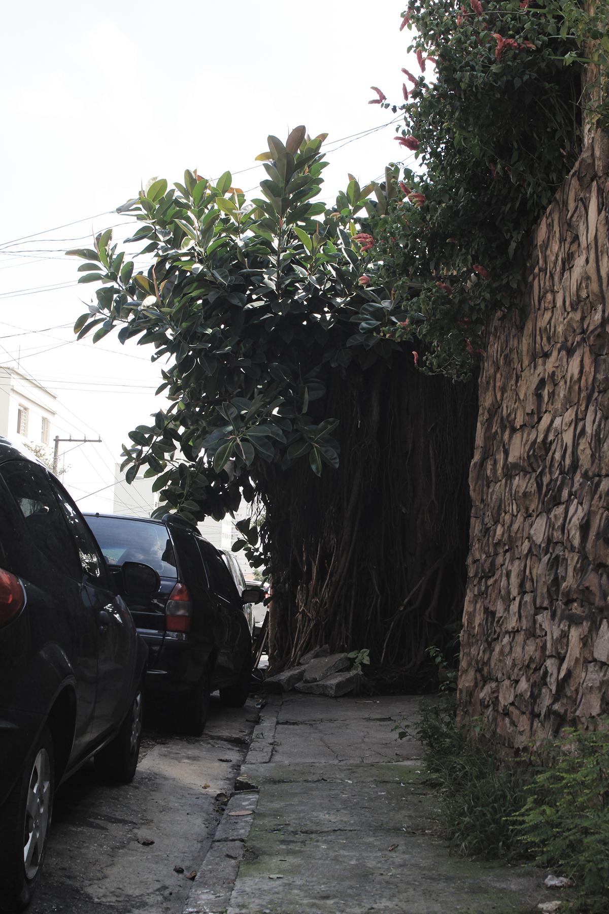 Rua Cajaiba, perto do nº 156, Perdizes: tinha pedras e raízes, e carros, e um muro, e não tinha uma calçada no fim do caminho