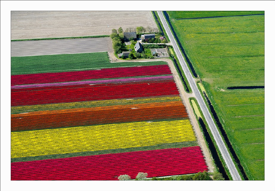 Os campos de tulipas no norte da Holanda