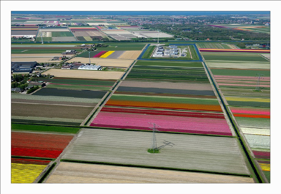 Os campos de tulipas no norte da Holanda