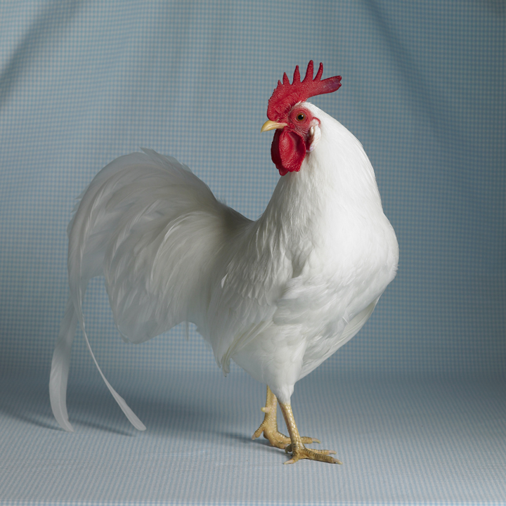 White Leghorn Bantam