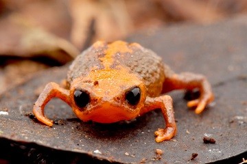 Brachycephalus quiririensis: espécie descoberta por projeto apoiado pela Fundação Grupo Boticário mede pouco mais de um centímetro